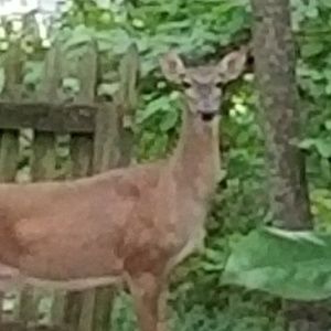 Meet your Posher, Sherry